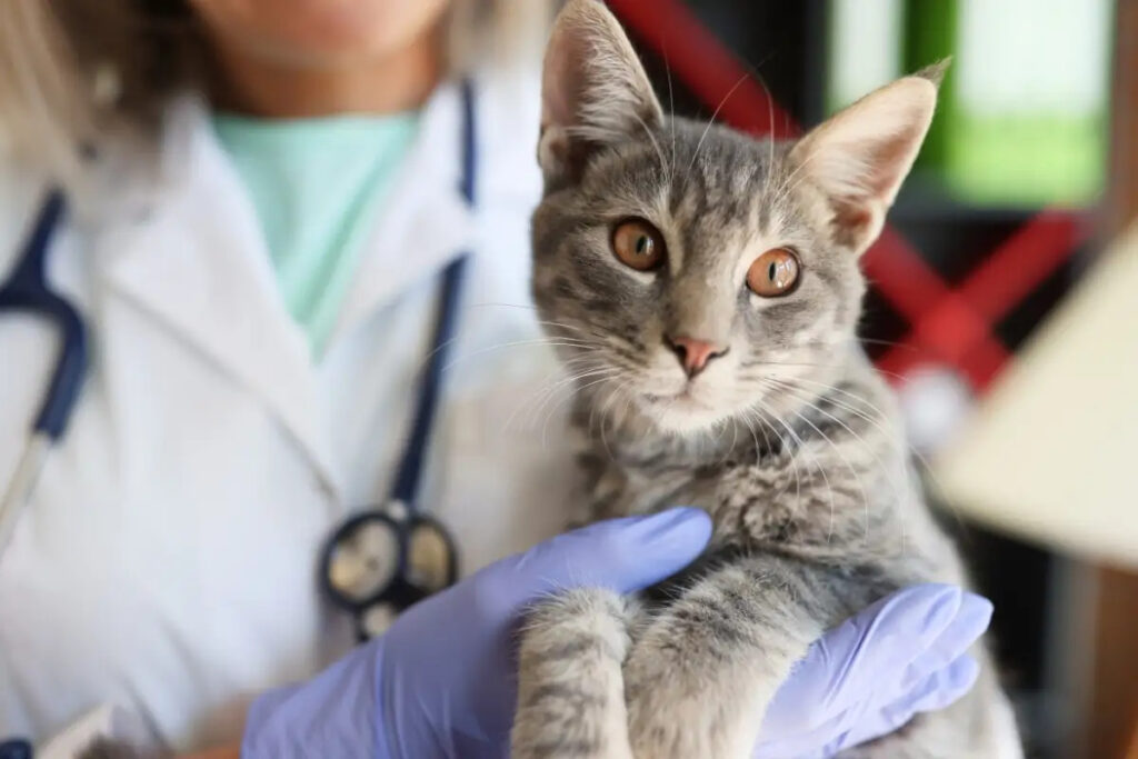 Exercer medicina veterinária sem registro poderá virar crime no Brasil