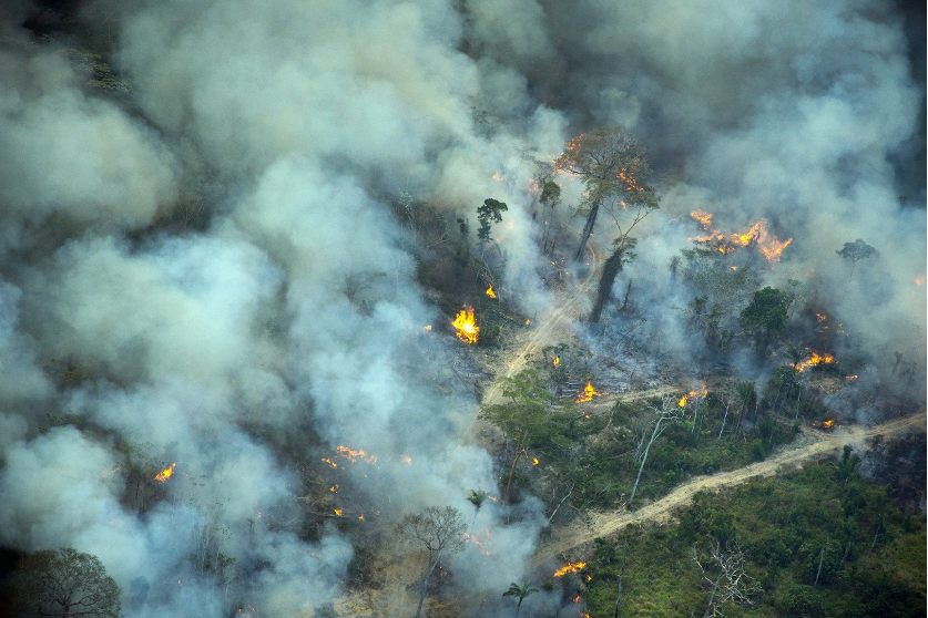 Brasil concentra quase metade do desmatamento tropical global, alerta relatório
