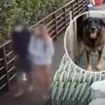 Polícia conclui que apenas um adolescente atacou o cão Orelha, em Santa Catarina