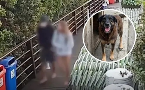 Polícia conclui que apenas um adolescente atacou o cão Orelha, em Santa Catarina