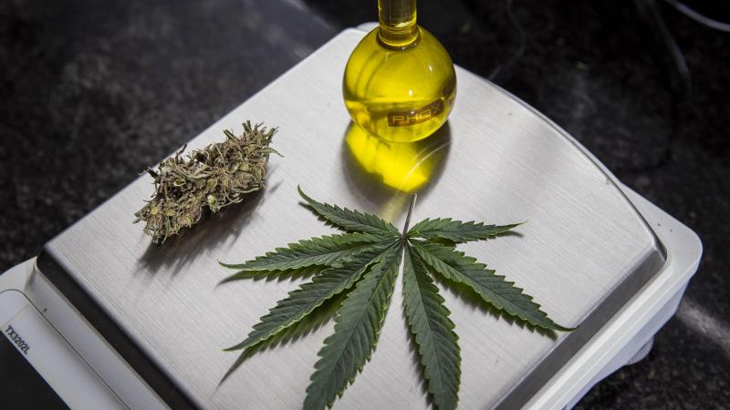 Deputados do PT e PSB participarão do Congresso Brasileiro da Cannabis em São Paulo